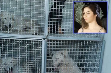 Ragazza uccisa dai cani: 12 catturati. "Simona correva là, inseguita dal branco"
