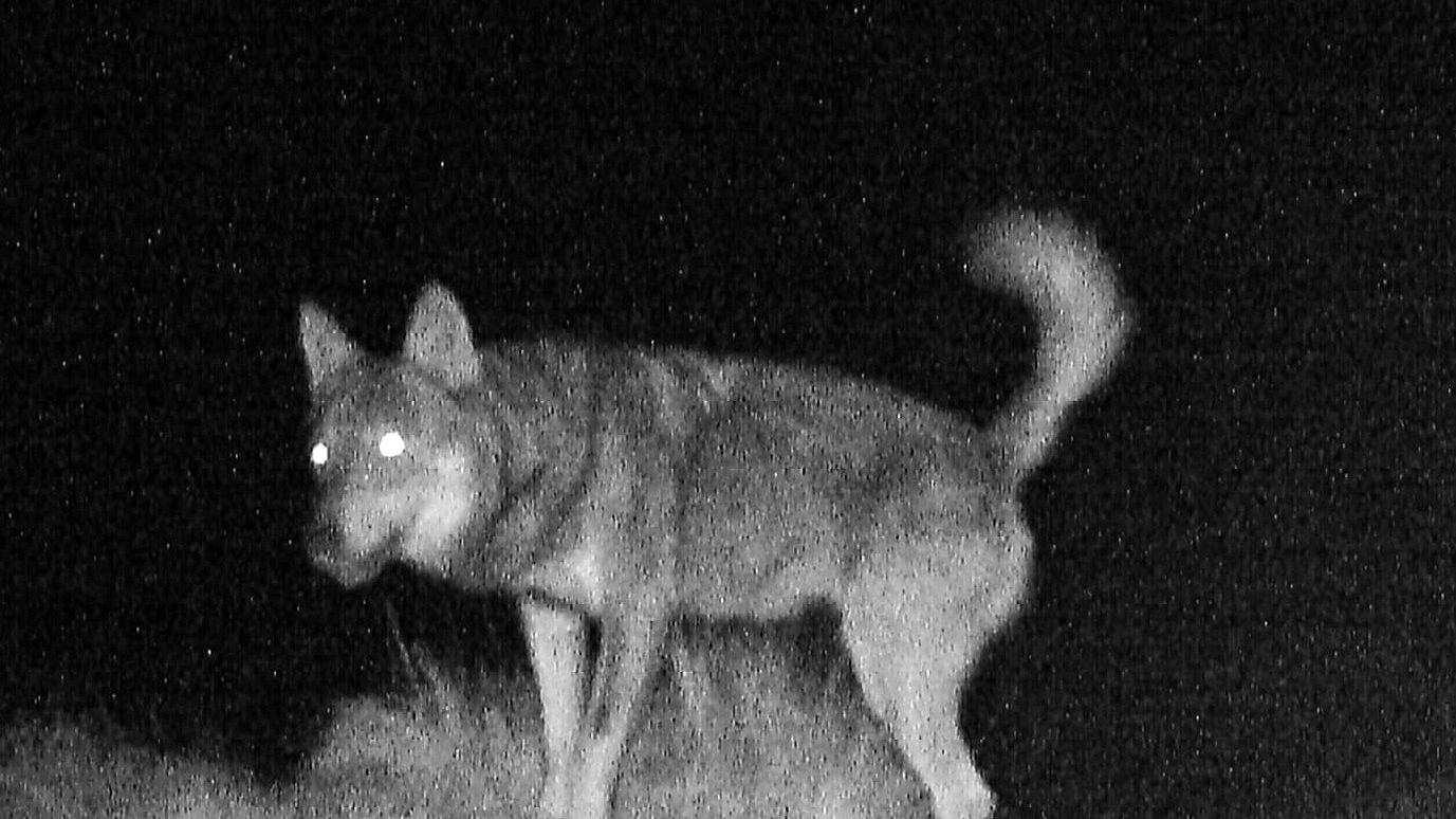 I lupi fotografati sui monti del Lario