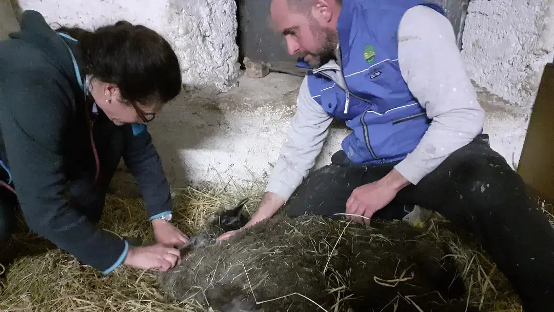 Il cucciolo di Alpaca Capitan America