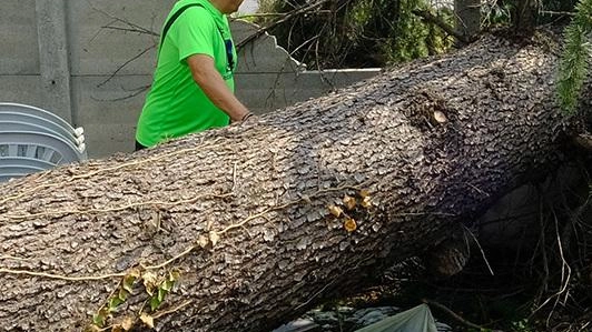 Il Comune di Monza riapre parchi, giardini e cimiteri
Il Comune di Monza riapre parchi, giardini e cimiteri