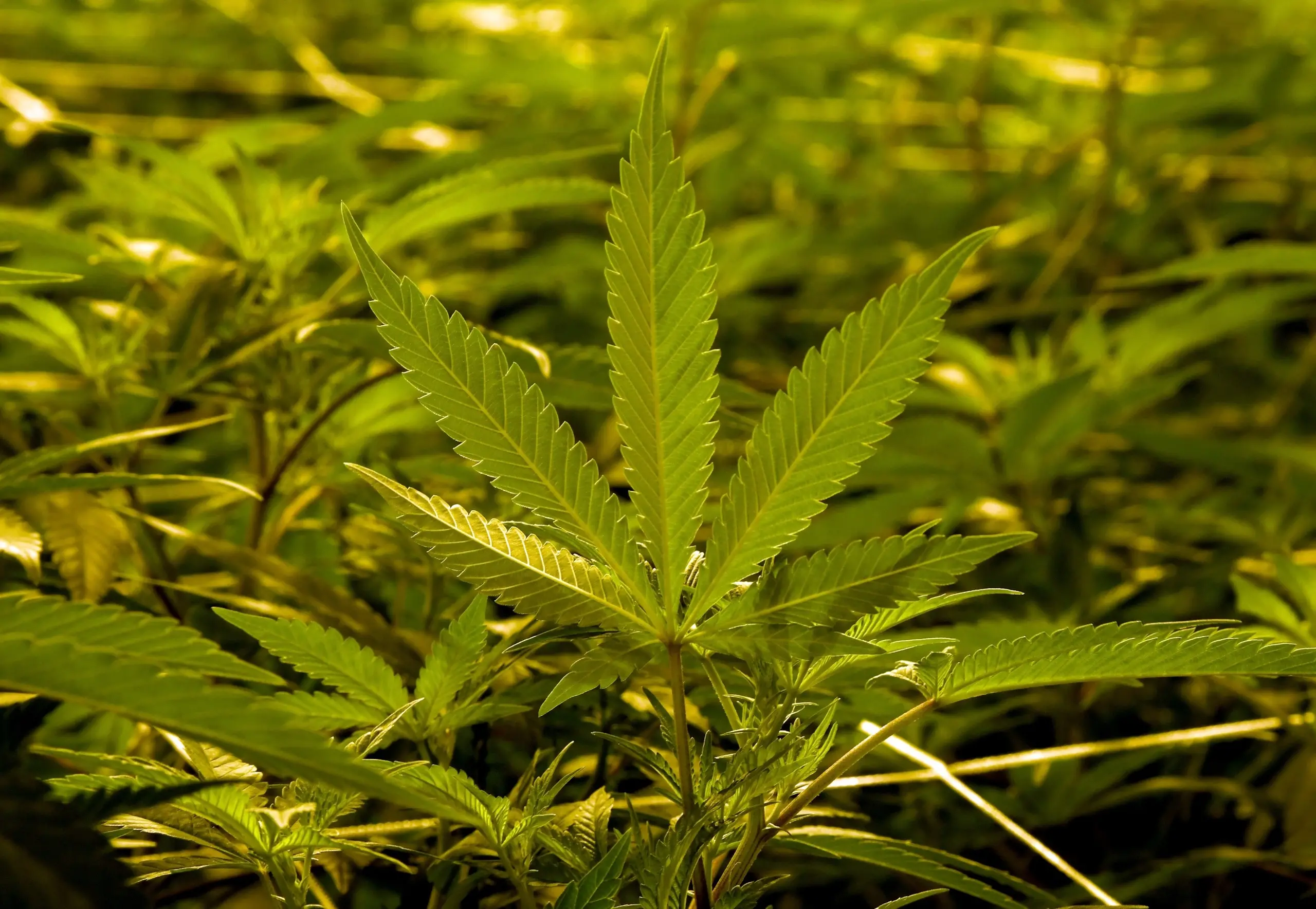 Pavia, pianta di marijuana in casa: denunciato 27enne