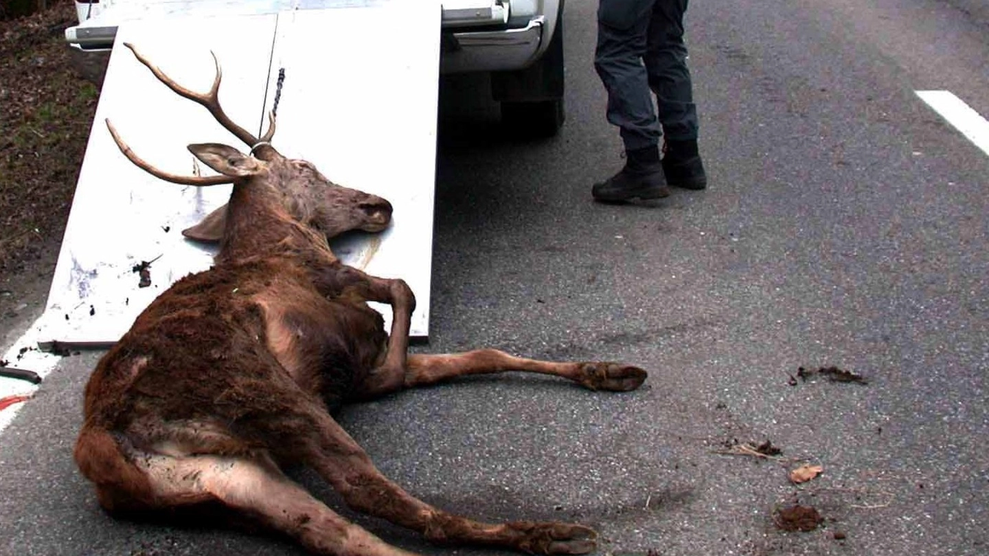 Un cervo investito e uccisio in autostrada