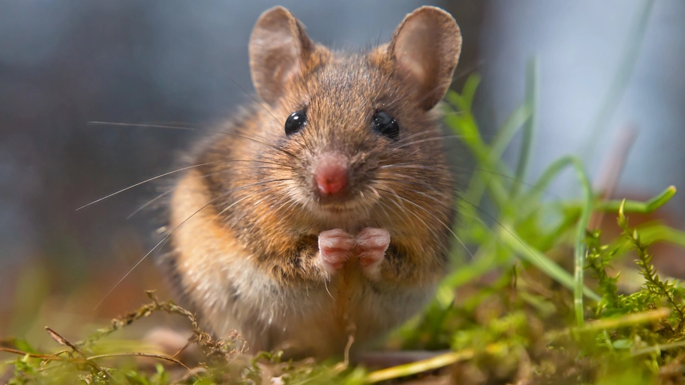 Un topo: la preoccupazione è per chi lavora a contatto con la natura