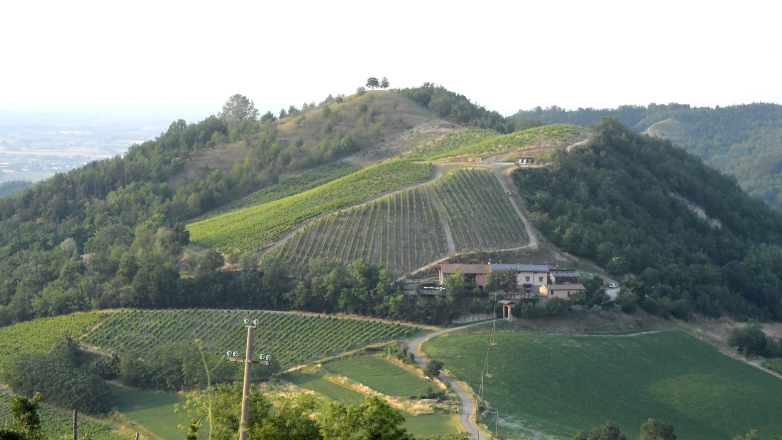 Vigneto nell'Oltrepò pavese