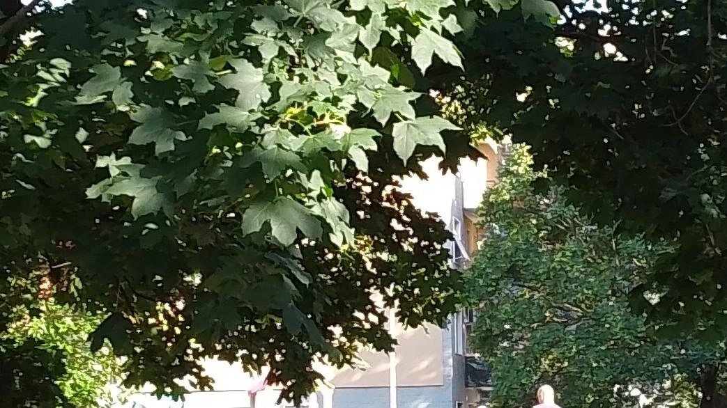 Polpetta avvelenata al parco: cagnolina salvata dalla padrona Polpetta avvelenata al parco: cagnolina salvata dalla padrona