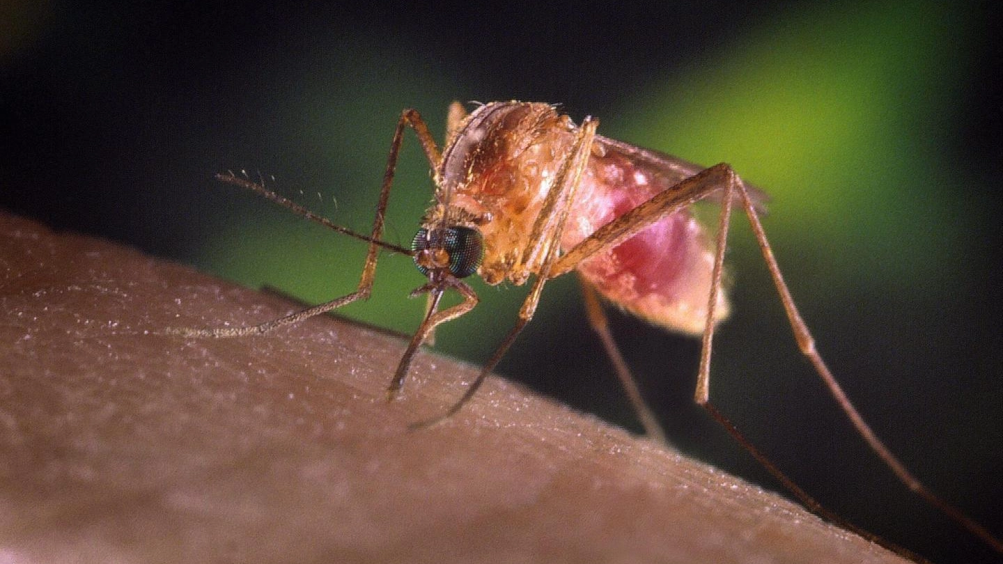 Sono le zanzare a strasmette il virus West Nile