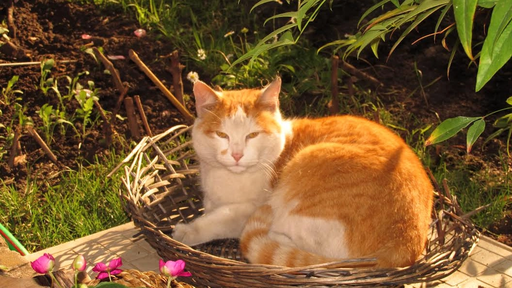 Gatto in giardino (foto repertorio)