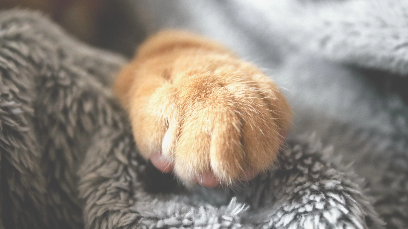La zampa di un gatto (archivio) La zampa di un gatto (archivio)
