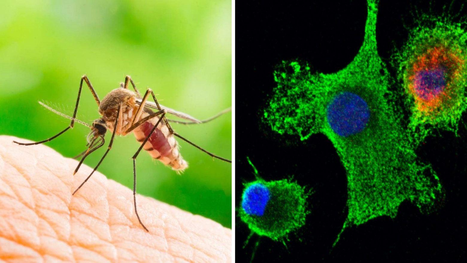 Il virus (a destra, al microscopio) è portato dalle zanzare Aedes