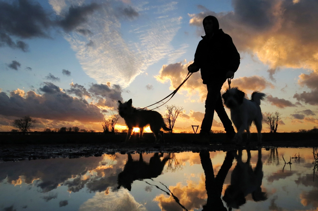 Passeggiata con i cani