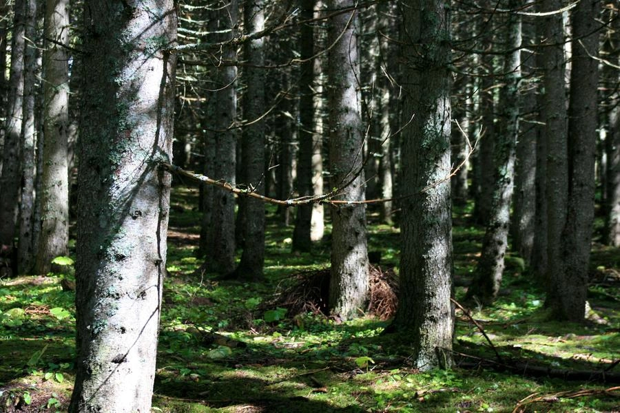 Un bosco, foto generica (L.Gallitto)