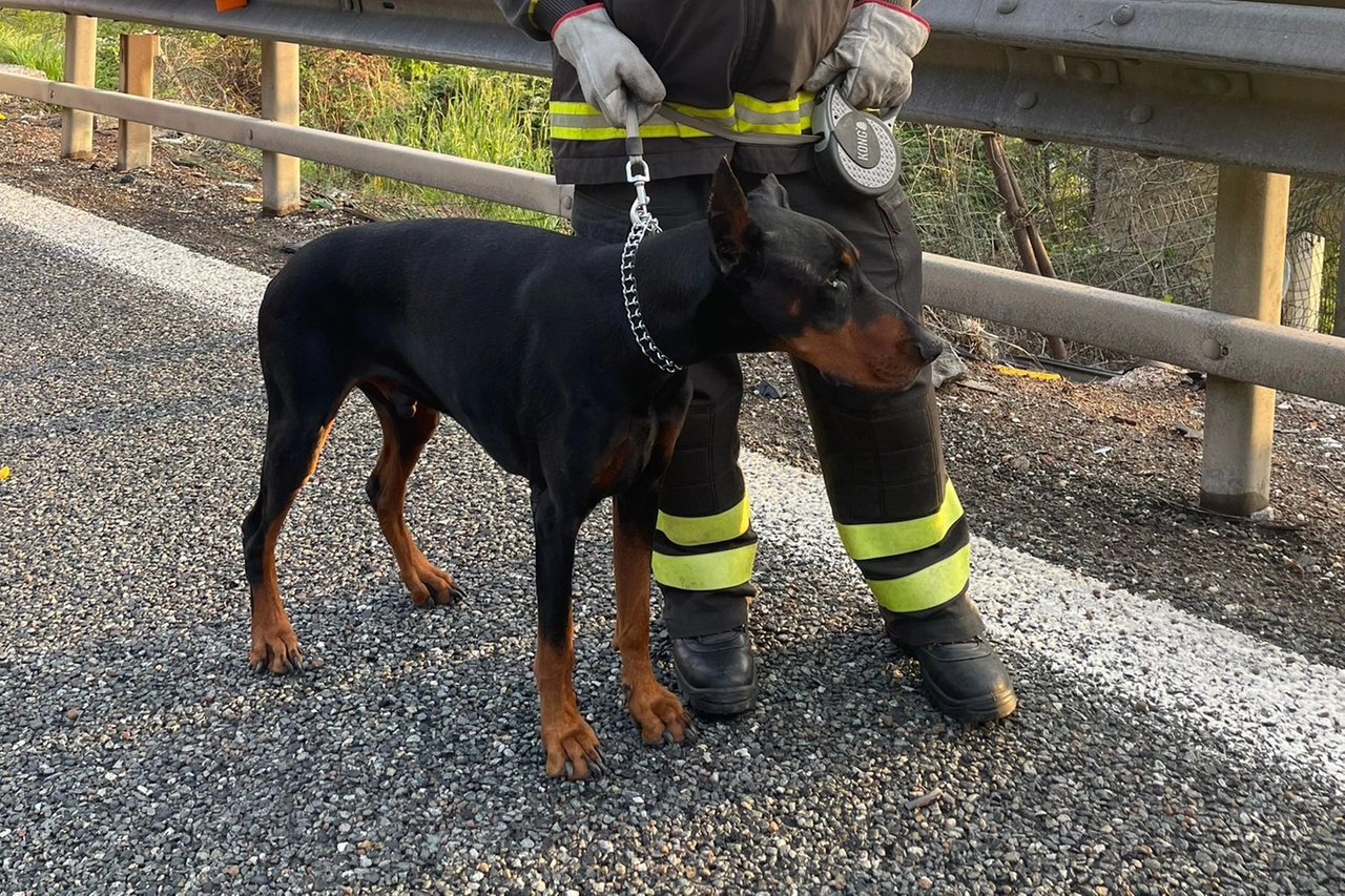 Il cane salvato dai pompieri