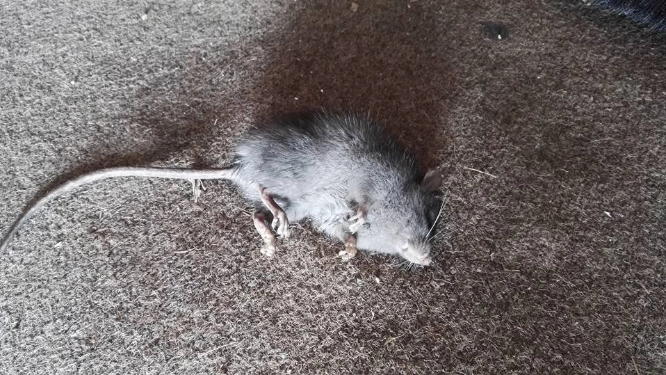 Uno dei topi trovati a Cerro (Foto Facebook)