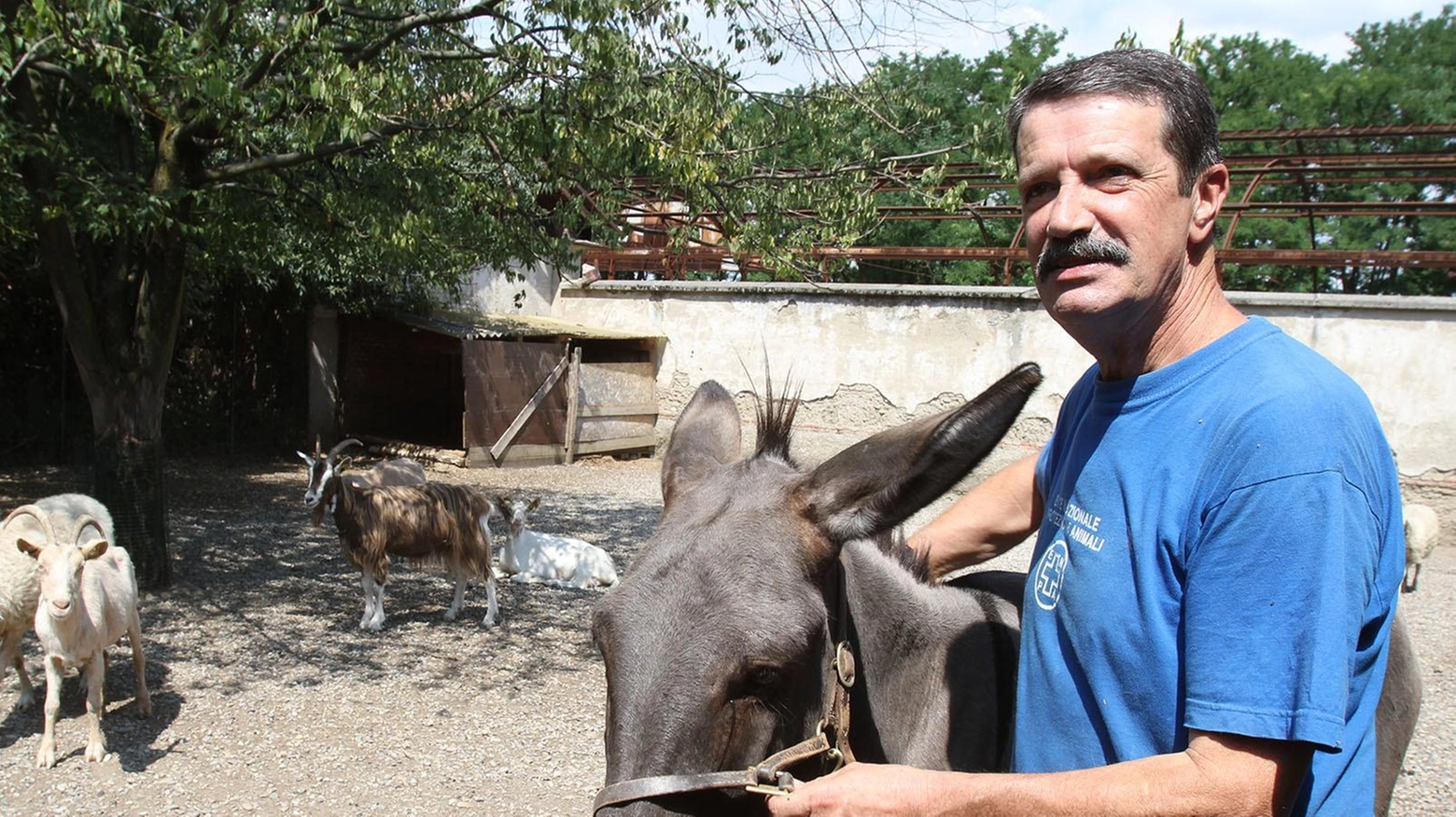 Il pony non può stare in salotto?. Per capre, maialini e cani anziani ora c’è l’adozione a distanza