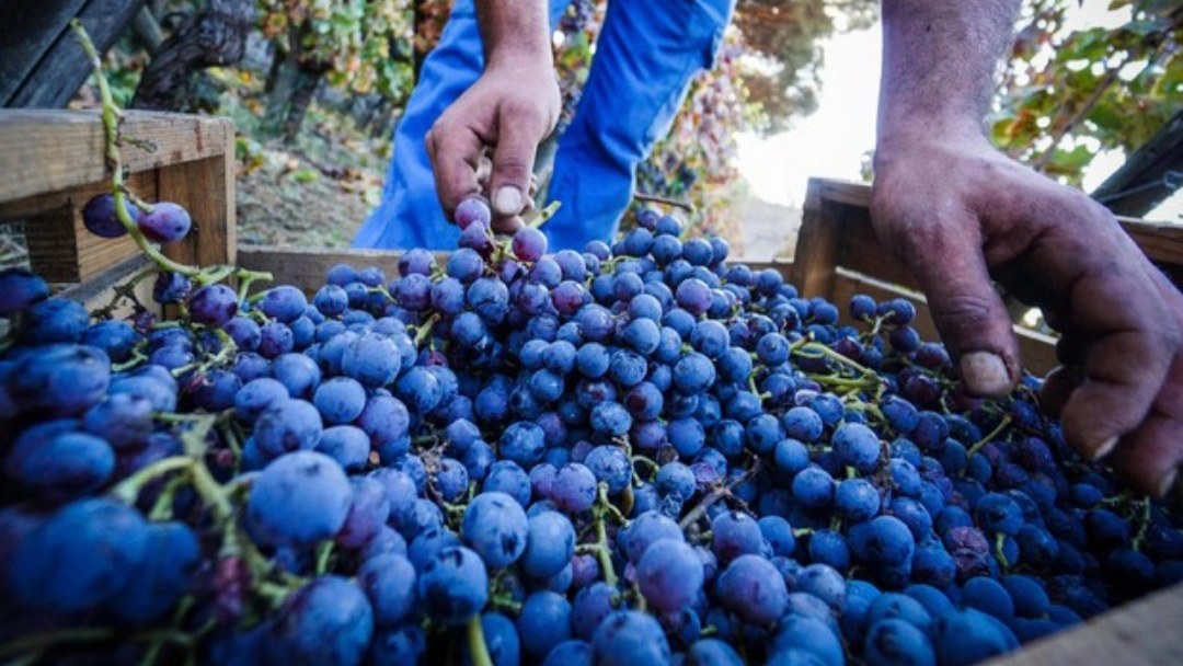 Vendemmia (foto Ansa) 