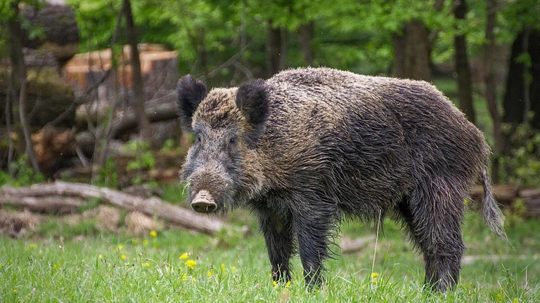 C'est le Début de la Fin Un-cinghiale-nel-parco-del-ticino