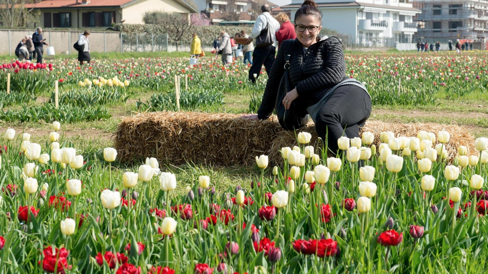 Fiorisce il campo dei tulipani: "Quest’anno più bulbi e varietà"