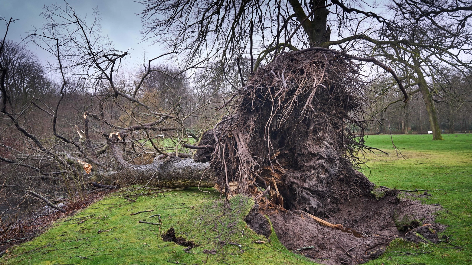 Tempesta Eunice: un albero sradicato dalla forza del vento 