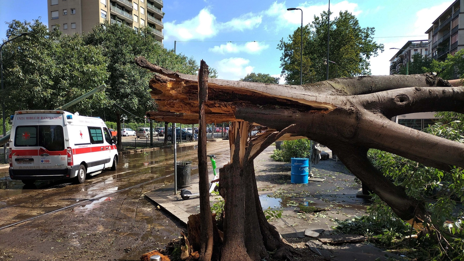 Uno dei tanti alberi di Milano abbattuti dal nubifragio del 25 luglio