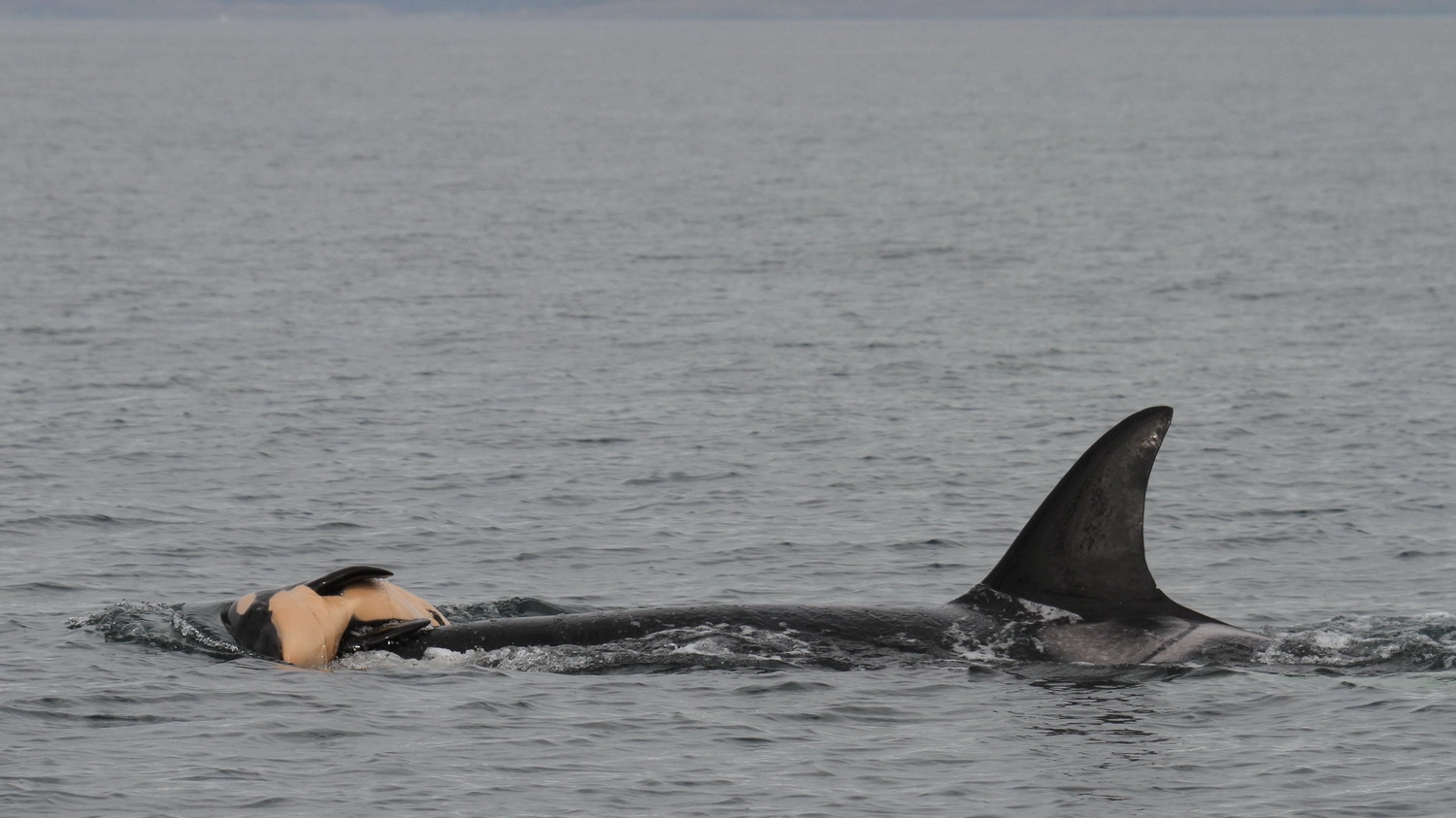 Mamma orca porta sul dorso il piccolo morto (Foto di Robin W. Baird di Cascadia Research)