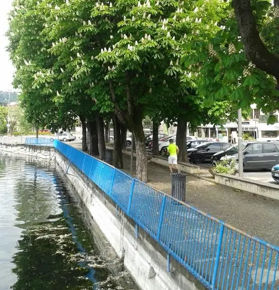 Sarnico, alberi secolari a rischio per i lavori del nuovo lungolago
