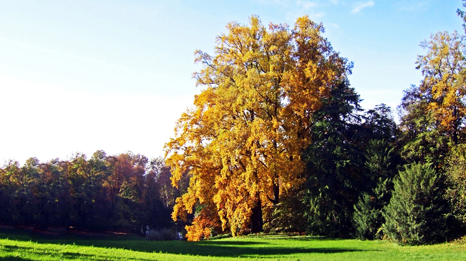 Uno degli alberi monumentali della Lombardia