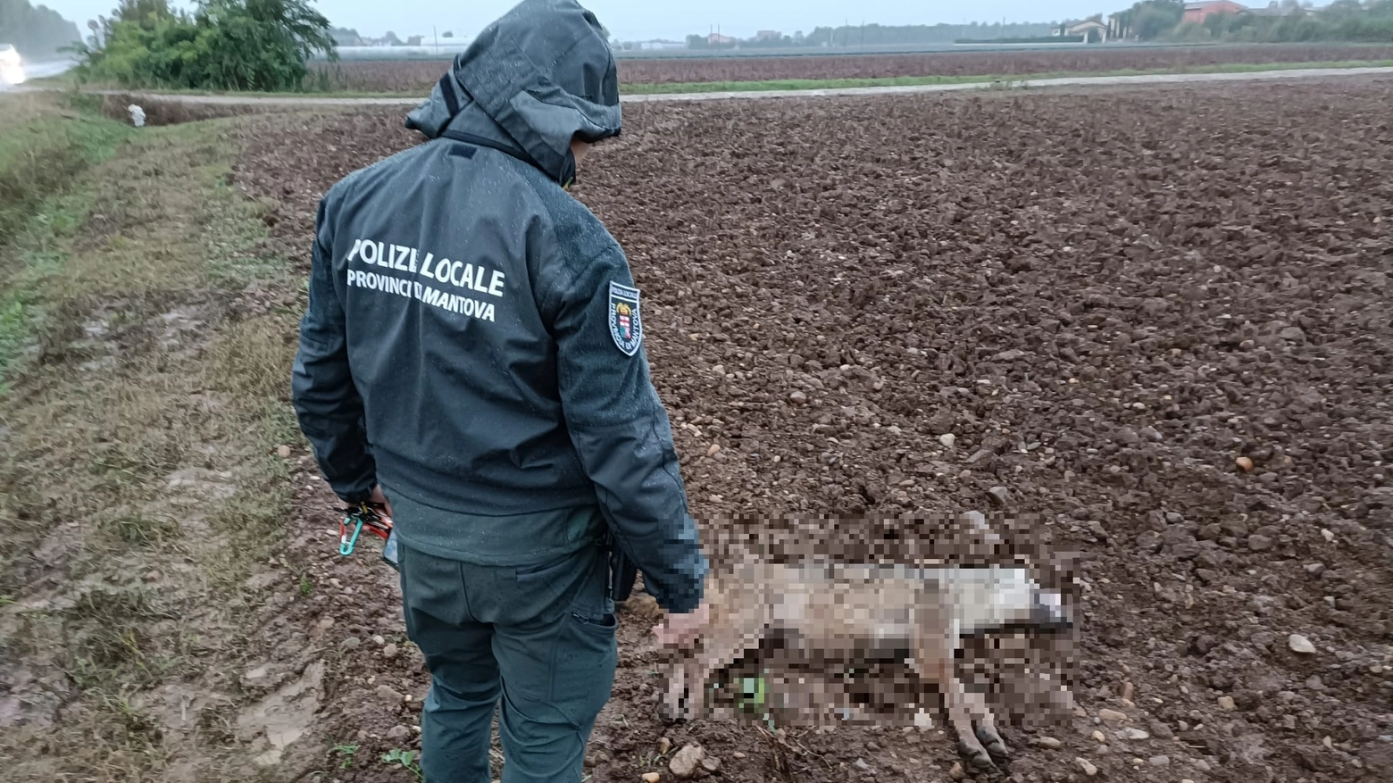 Il lupo trovato senza vita sul ciglio della strada