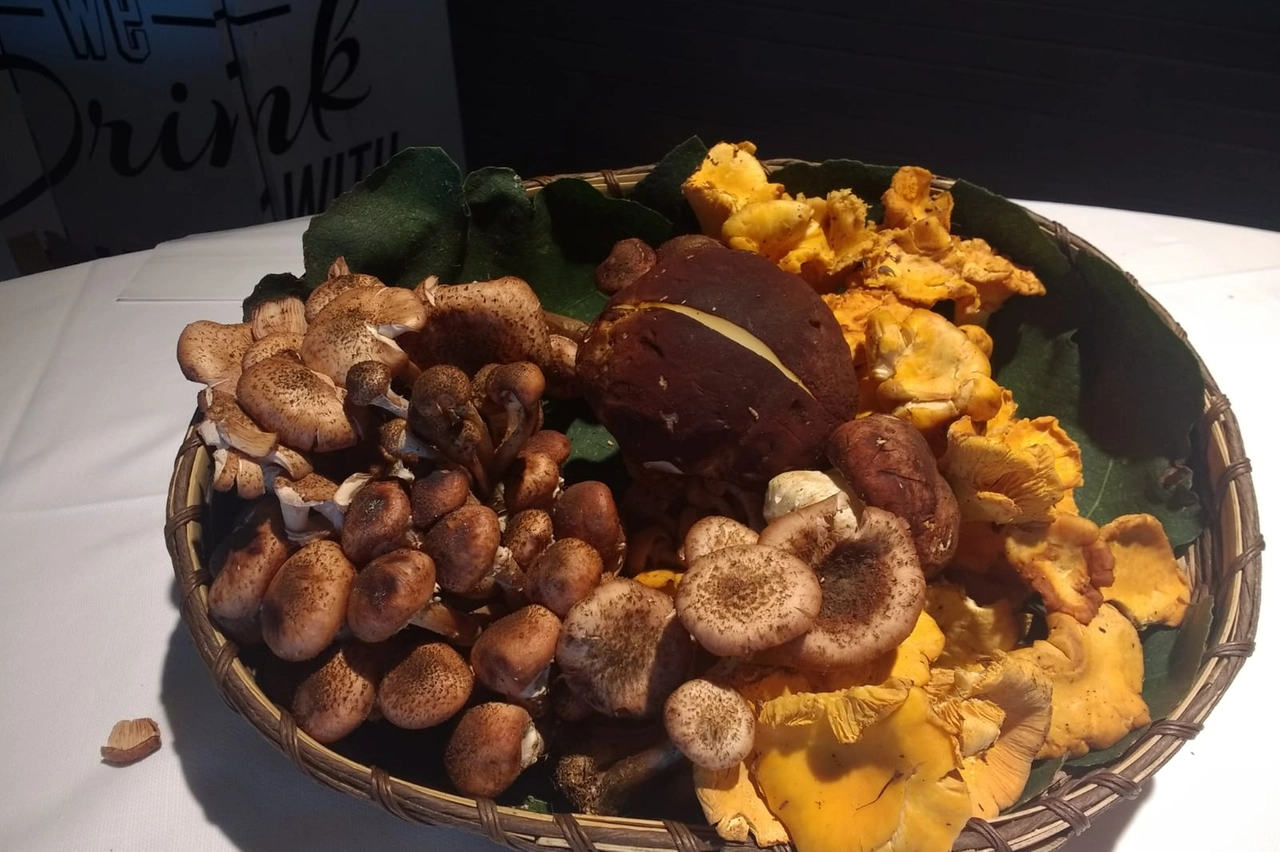 Funghi 