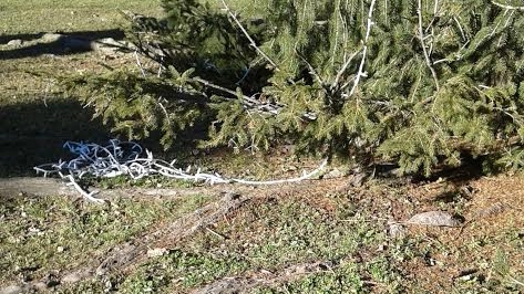 I fili dell'albero distrutti dai vandali
