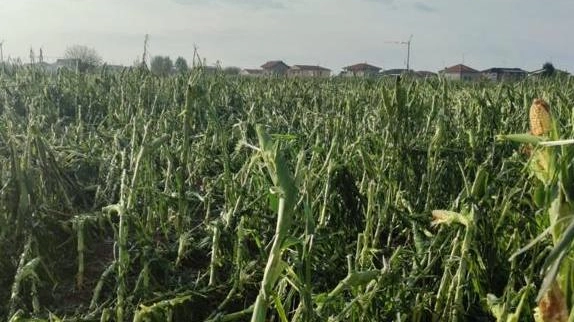 "Perdite milionarie a Truccazzano: Coldiretti denuncia rincari su ortofrutta"
"Perdite milionarie a Truccazzano: Coldiretti denuncia rincari su ortofrutta"
