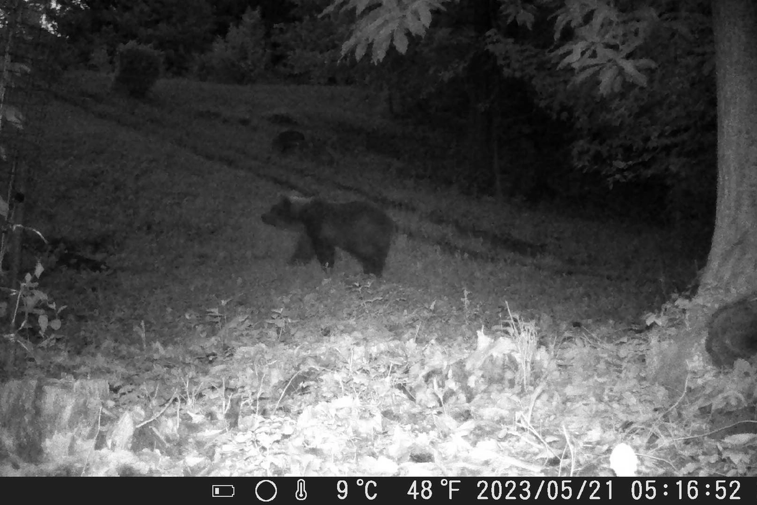 L'orso ripreso dalle fototrappole