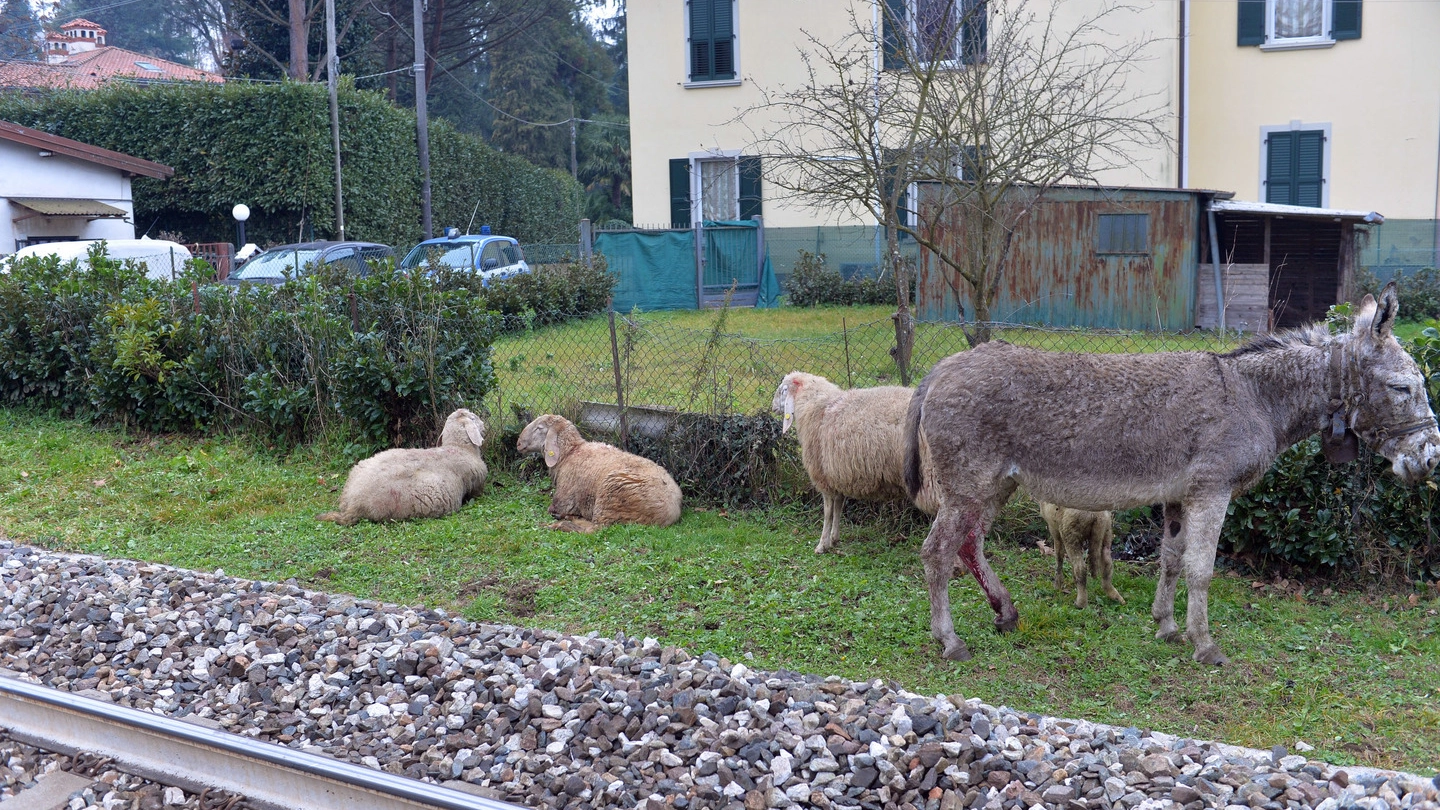 L'asinello e alcune delle poche pecore scampate alla strage