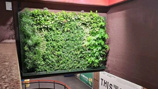 Una parete verde nella stazione Cairoli