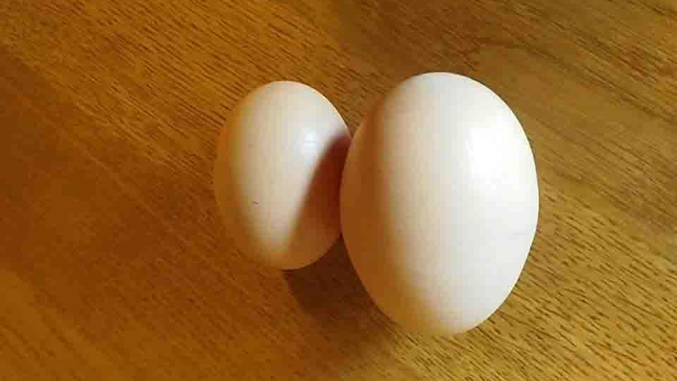 L'uovo della gallina Gilda accanto a uno 'standard'