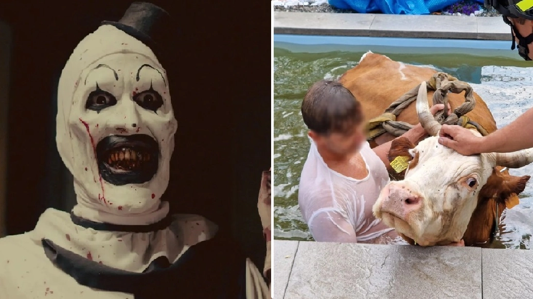 Il film horror "Terrifier" e la mucca salvata dalla piscina sul lago Maggiore