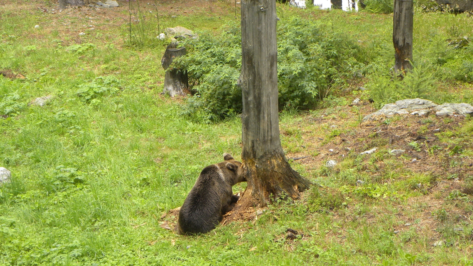 La femmina di orso mentre divora un formicaio