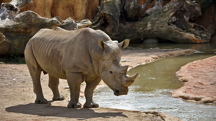Nel laboratorio di Avantea è stato fecondato un ovocita poi impiantato in una femmina di rinoceronte bianco del sud, per testare la possibilità di “maternità surrogata” tra specie cugine