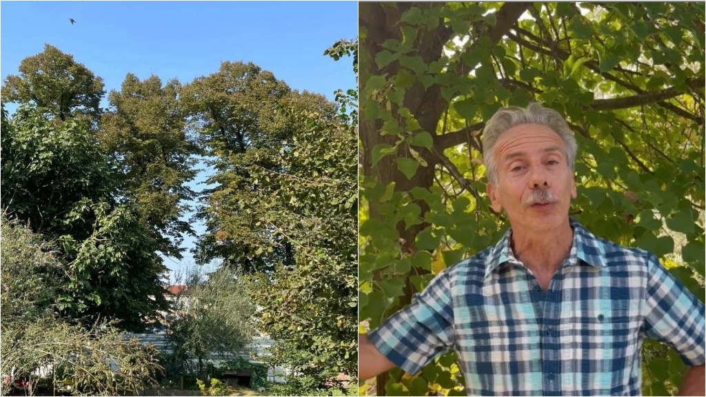 I tigli di piazzale Baiamonti e Giovanni Storti