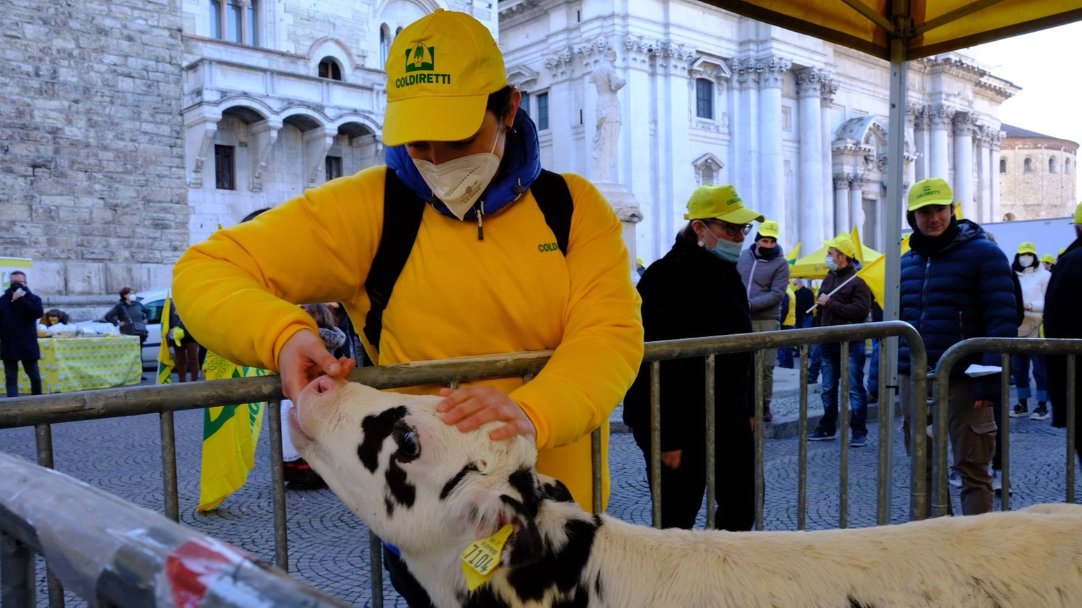 Anche un vitello in piazza Duomo