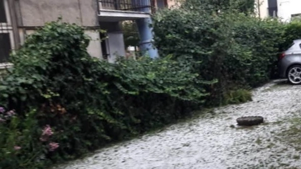 Maltempo a Cremona, alberi caduti in strada