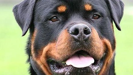 Cane ucciso dal cacciatore. Petizione e sit-in Cane ucciso dal cacciatore. Petizione e sit-in