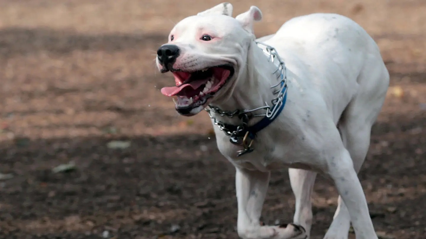 Dogo argentino (foto di archivio)
