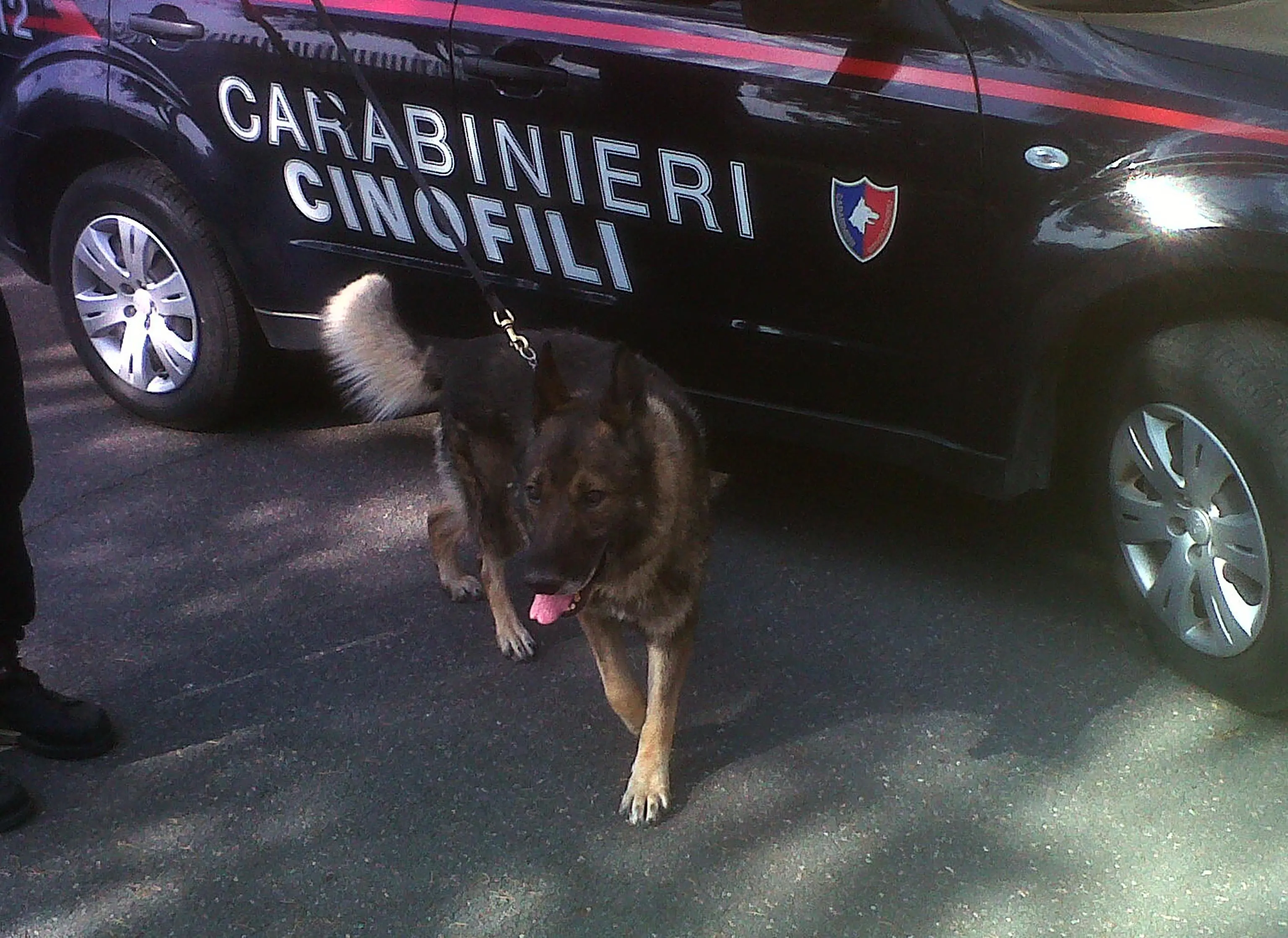 Pegognaga, allarme bocconi avvelenati: carabinieri trovano pezzi di carne sospetti