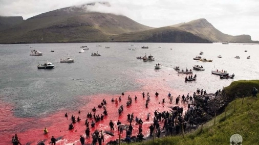 La mattanza di balene alle Faroe (SeaShepherd)