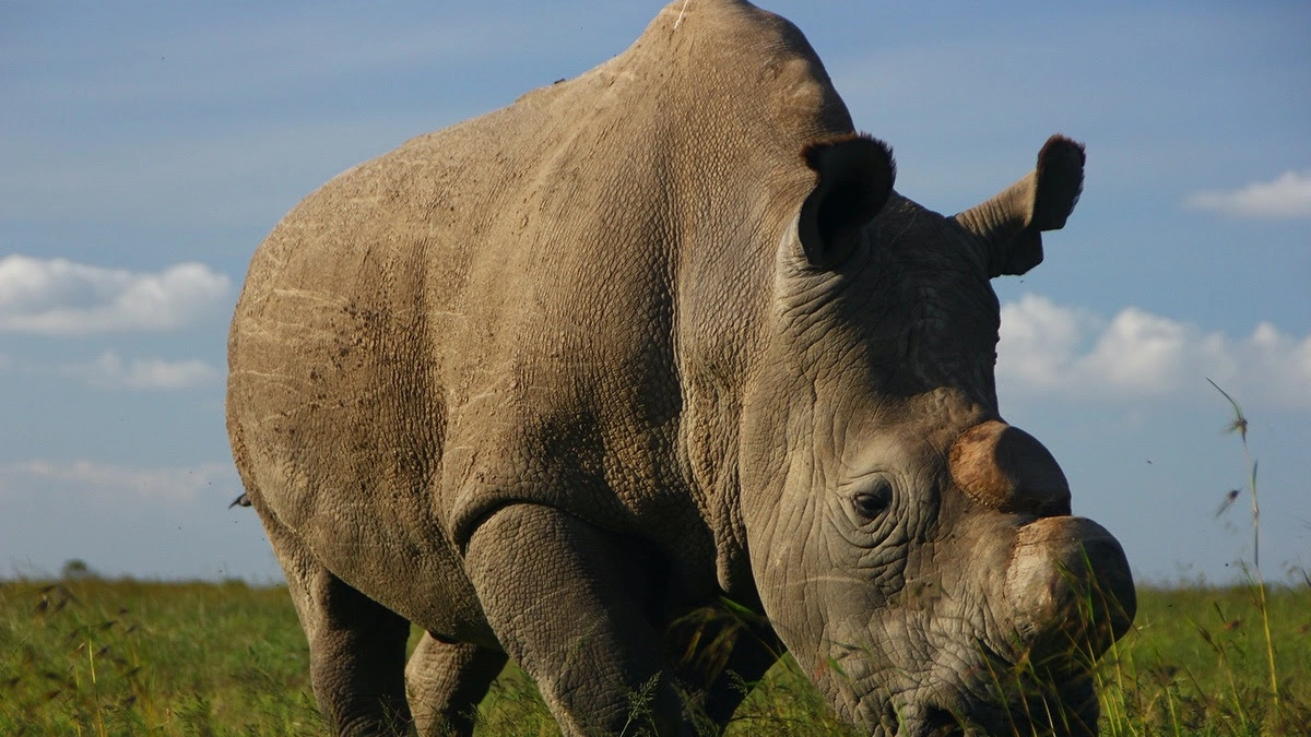 Sudan, l'ultimo rinoceronte bianco adesso morto (foto Wwf)