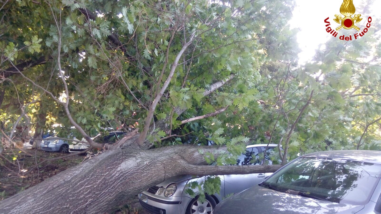 L'albero caduto sulle auto