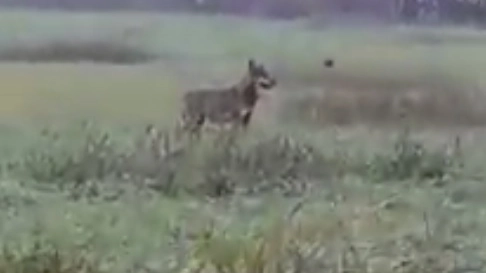 Un frame del video sull'avvistamento del lupo