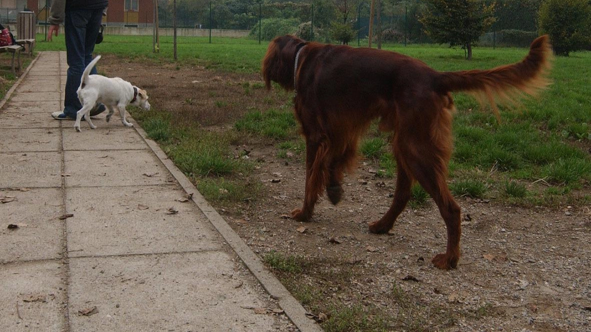 Solo padroni patentati. Un “pass“ per le aree cani Solo padroni patentati. Un “pass“ per le aree cani