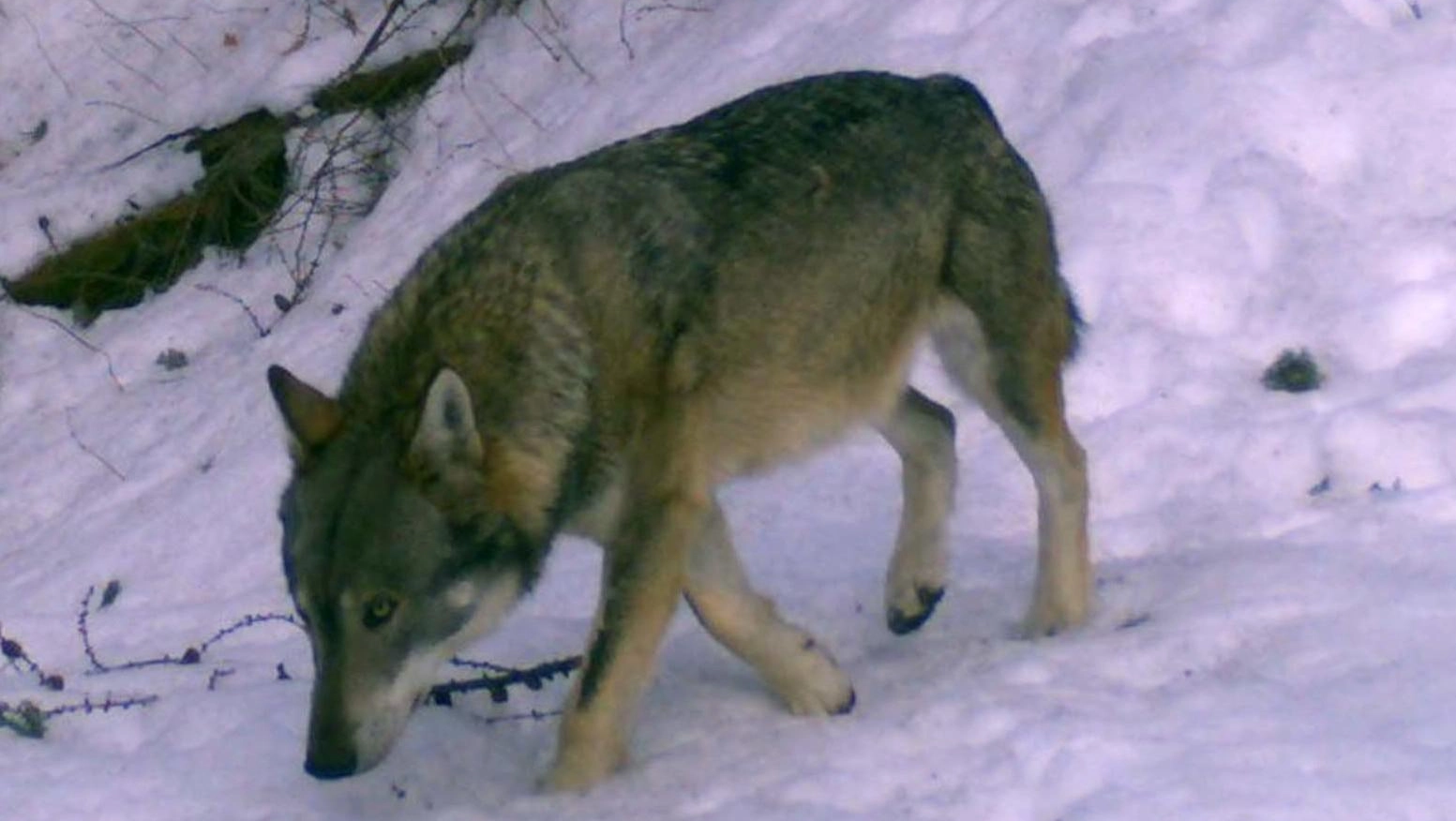 Troppi lupi in Svizzera  Scattano minori tutele  "Sono un problema"