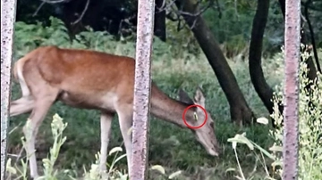 Bisuschio, cerva con una freccia di balestra conficcata nel collo si aggira tra i boschi insieme al suo piccolo